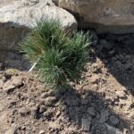 Prairie Statesman Swiss Stone Pine (Pinus cembra 'Herman')