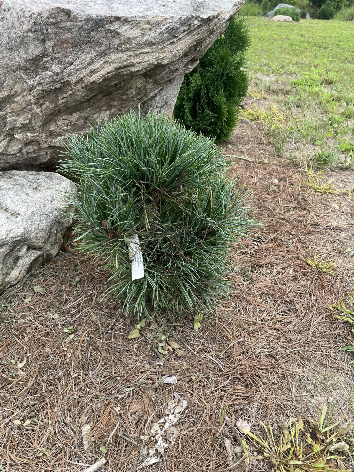 Prairie Statesman Swiss Stone Pine (Pinus cembra ‘Herman’)