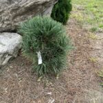 Prairie Statesman Swiss Stone Pine (Pinus cembra 'Herman')