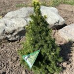 Rainbow’s End Alberta Spruce (Picea glauca ‘Rainbow’s End’)