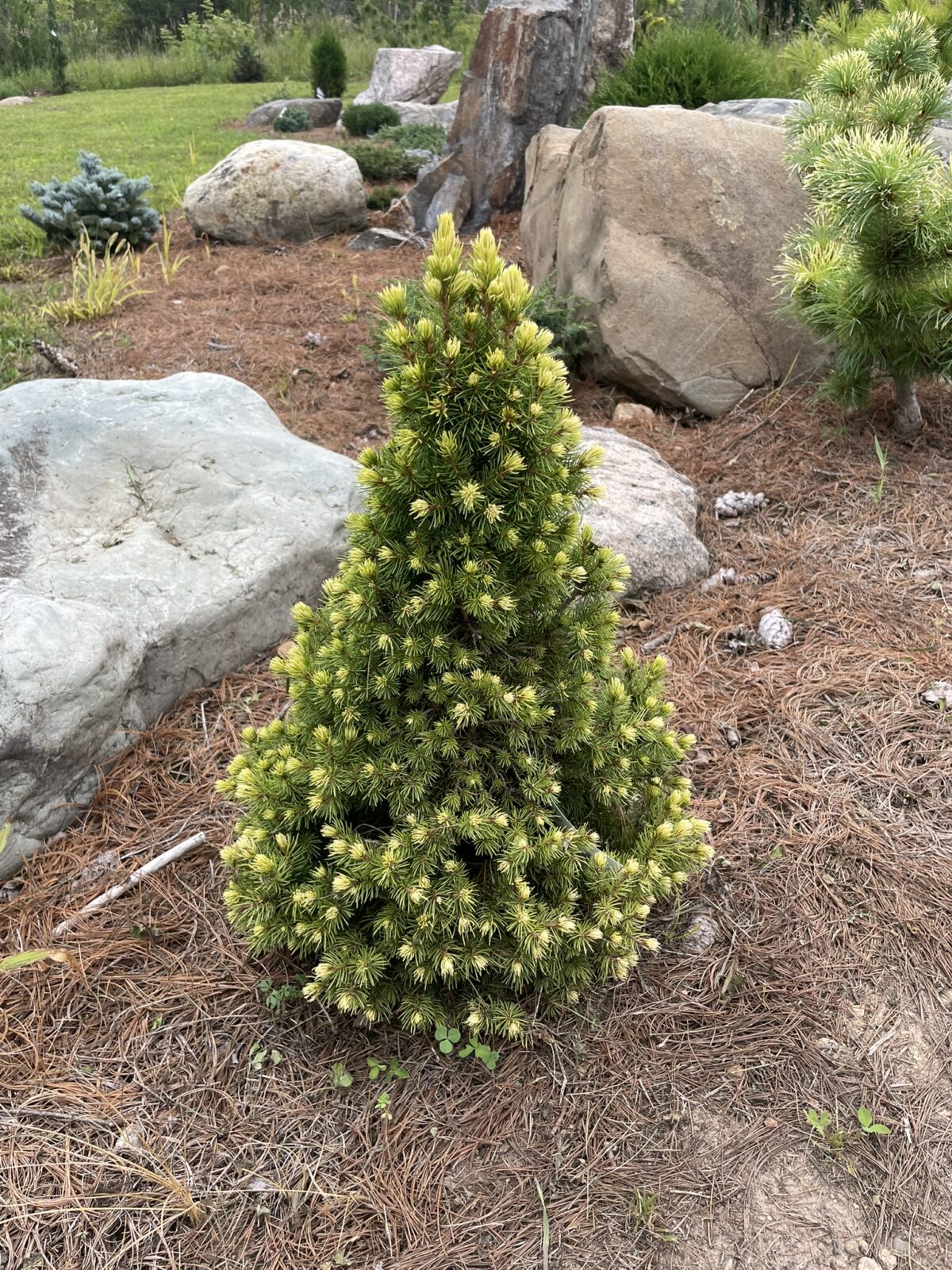 Rainbow’s End Alberta Spruce (Picea glauca ‘Rainbow’s End’)
