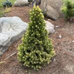 Rainbow’s End Alberta Spruce (Picea glauca ‘Rainbow’s End’)