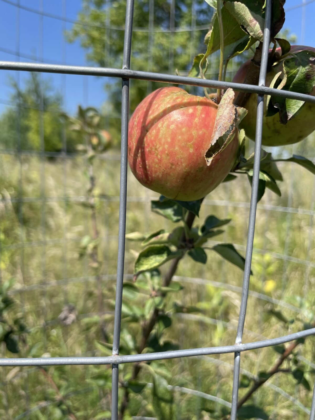 Red Baron Apple