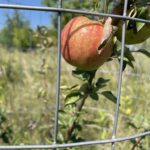 Red Baron Apple