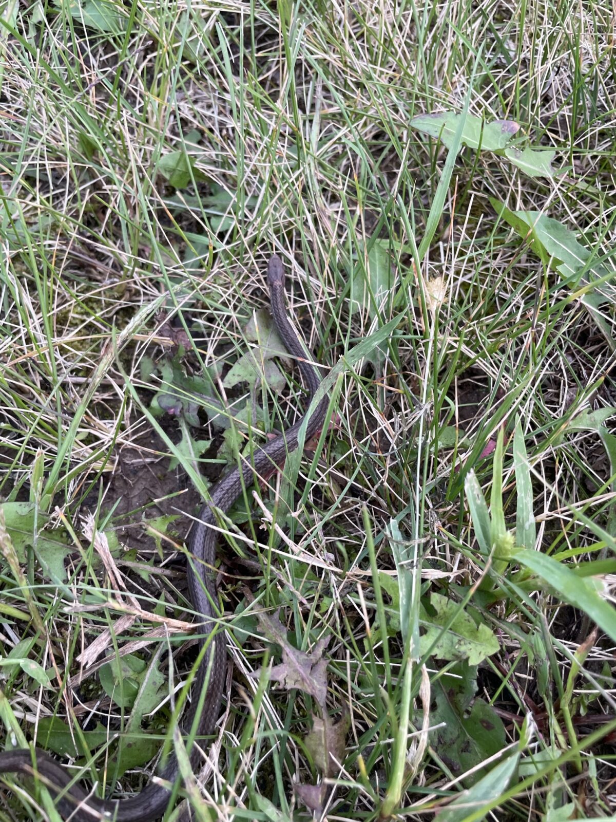 Red-bellied Snake (Storeia occipitalmaculata)