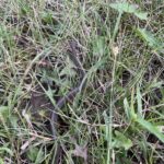 Red-bellied Snake (Storeia occipitalmaculata)