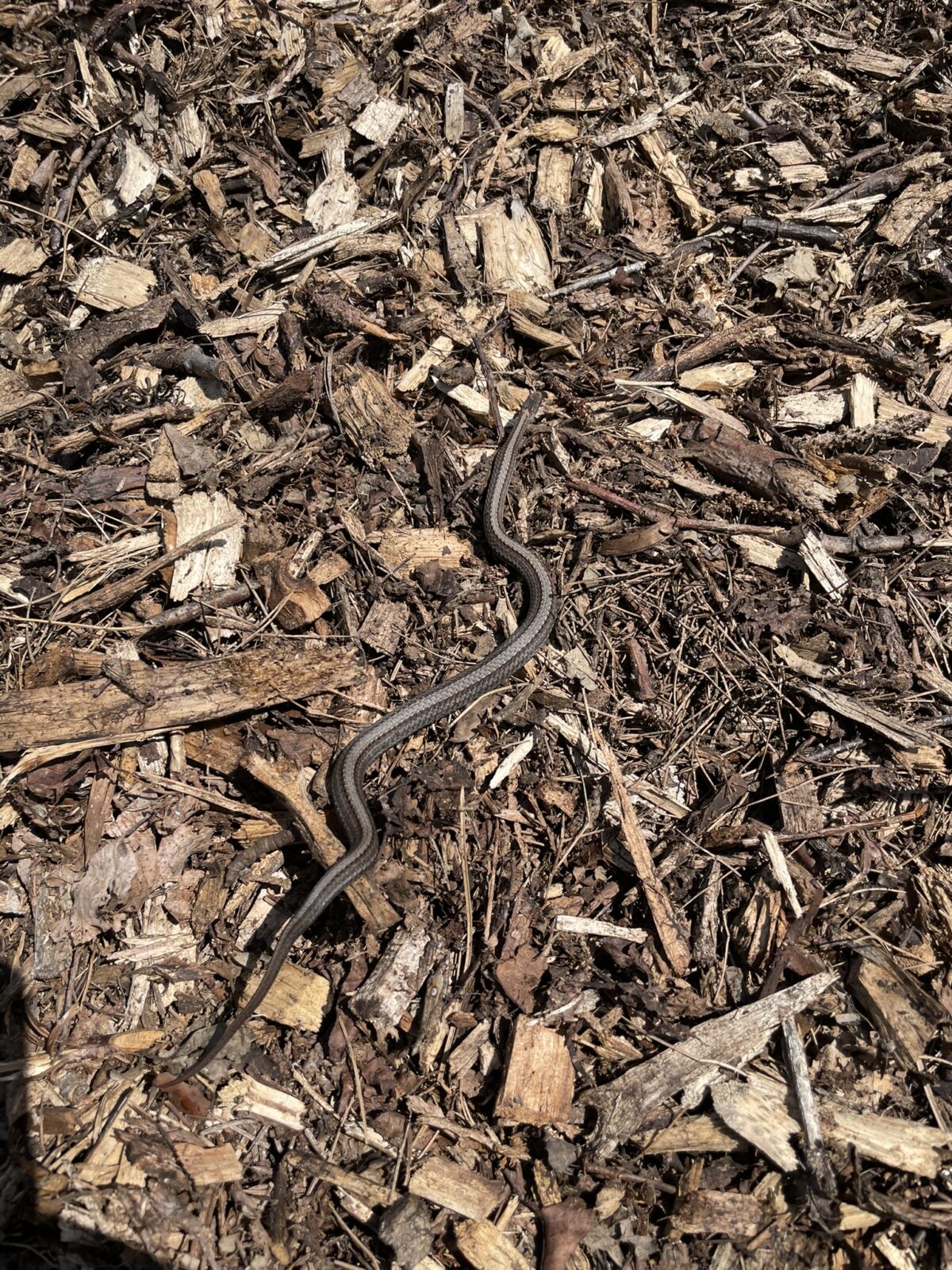 Red-bellied Snake (Storeia occipitalmaculata)