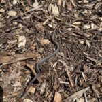 Red-bellied Snake (Storeia occipitalmaculata)