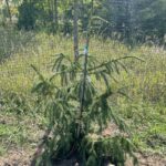 Red Tipped Norway Spruce (Picea abies ‘Rubra Spicata’)