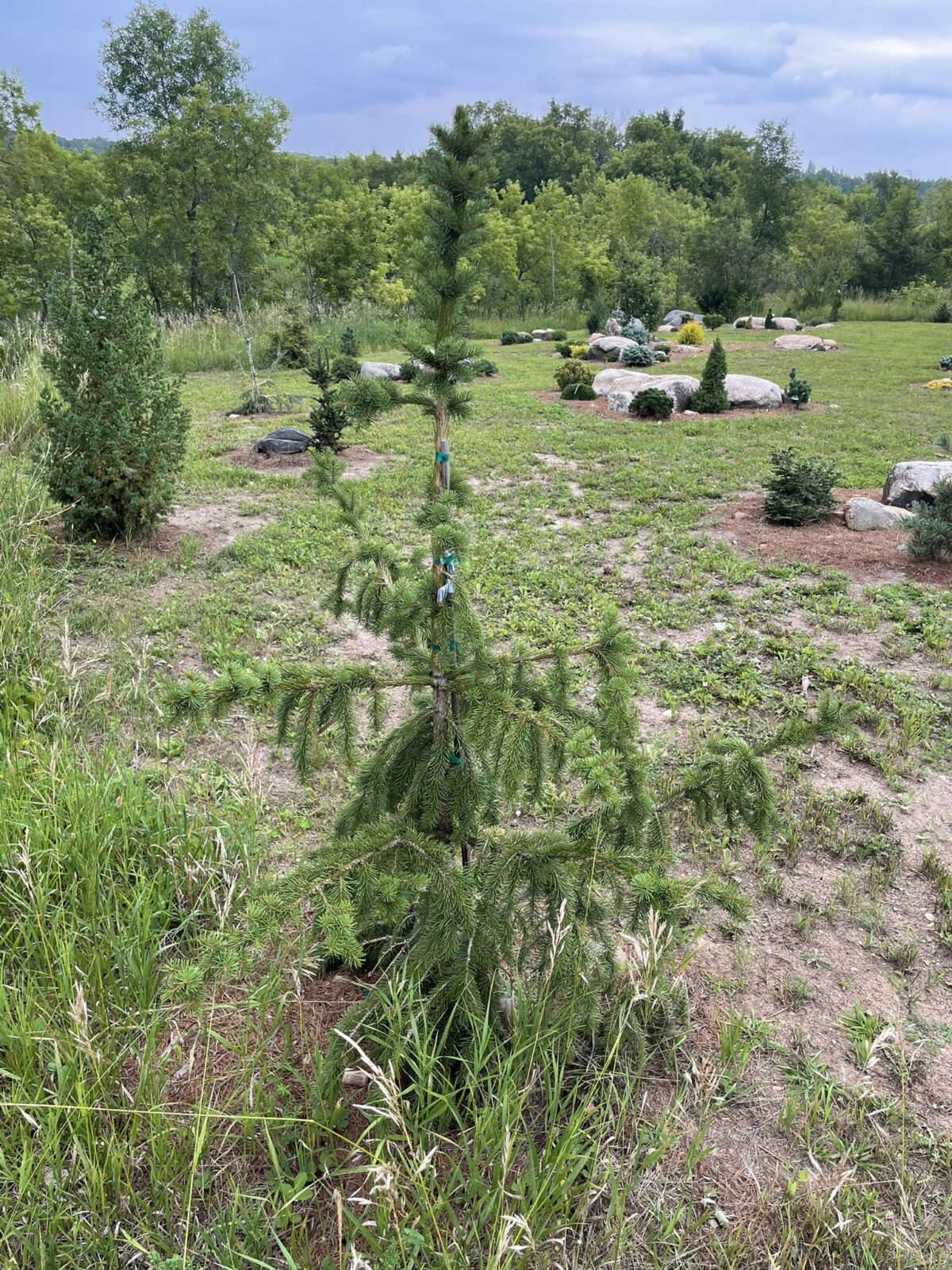 Red Tipped Norway Spruce (Picea abies ‘Rubra Spicata’)