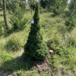 Sanders Blue Alberta Spruce (Picea glauca ‘Sanders Blue’)