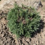 Cumulus Sawara Cypress (Chamaecyparis pisifera ‘Cumulus’)