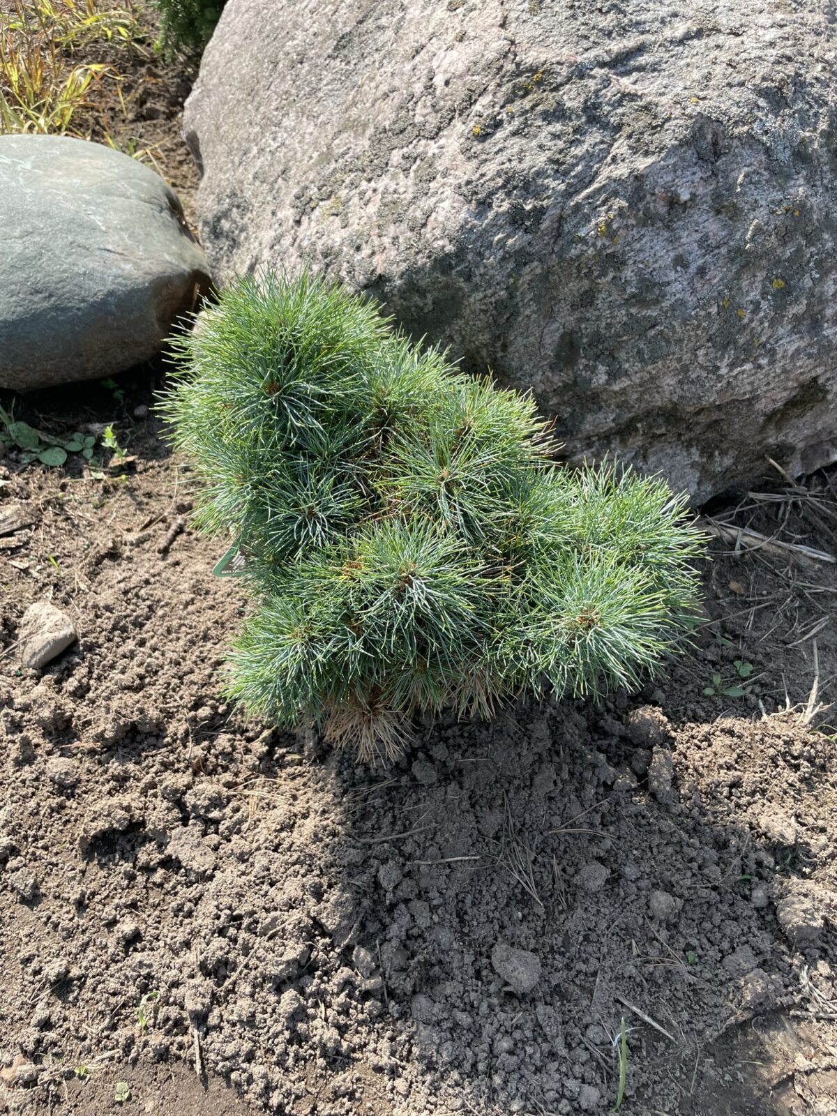 Sea Urchin Eastern White Pine (Pinus strobus ‘Sea Urchin’)