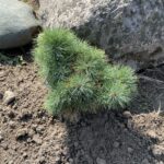 Sea Urchin Eastern White Pine (Pinus strobus ‘Sea Urchin’)