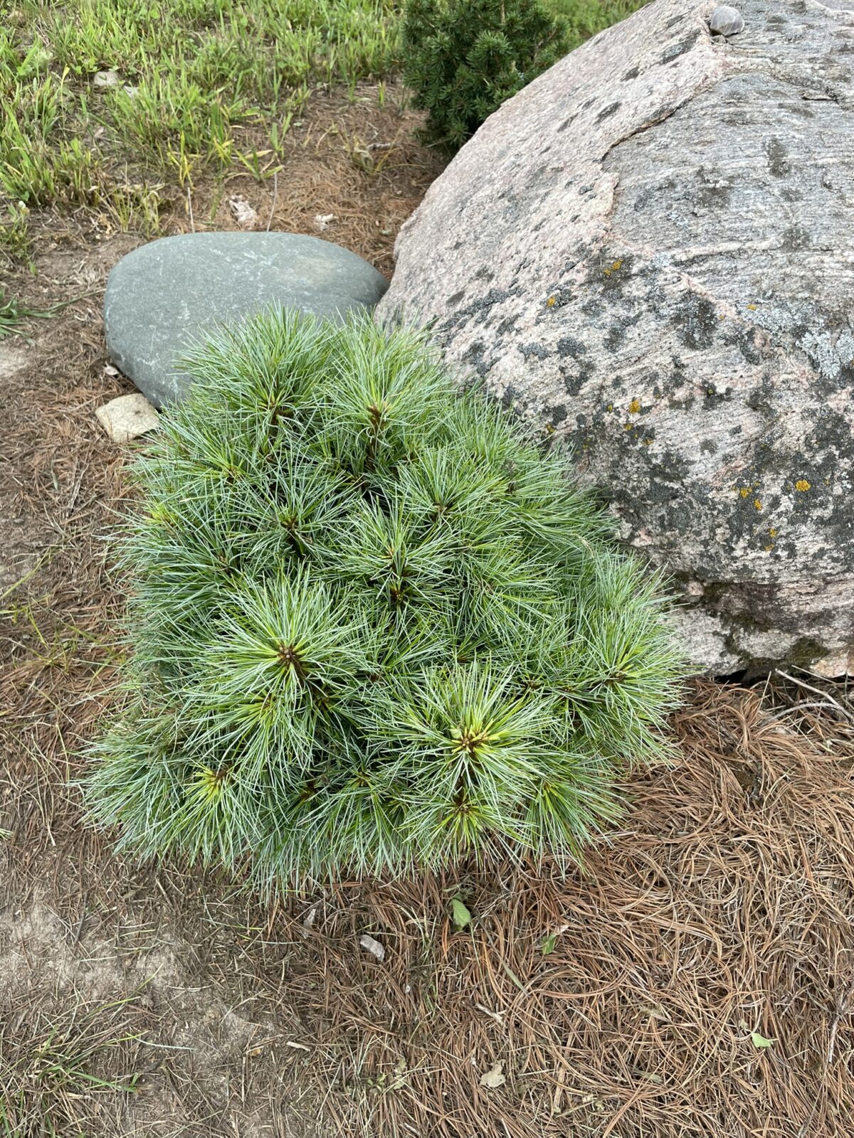 Sea Urchin Eastern White Pine (Pinus strobus ‘Sea Urchin’)