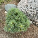 Sea Urchin Eastern White Pine (Pinus strobus ‘Sea Urchin’)