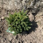 Sharpleaf Norway Spruce (Picea abies ‘Mucronata’)