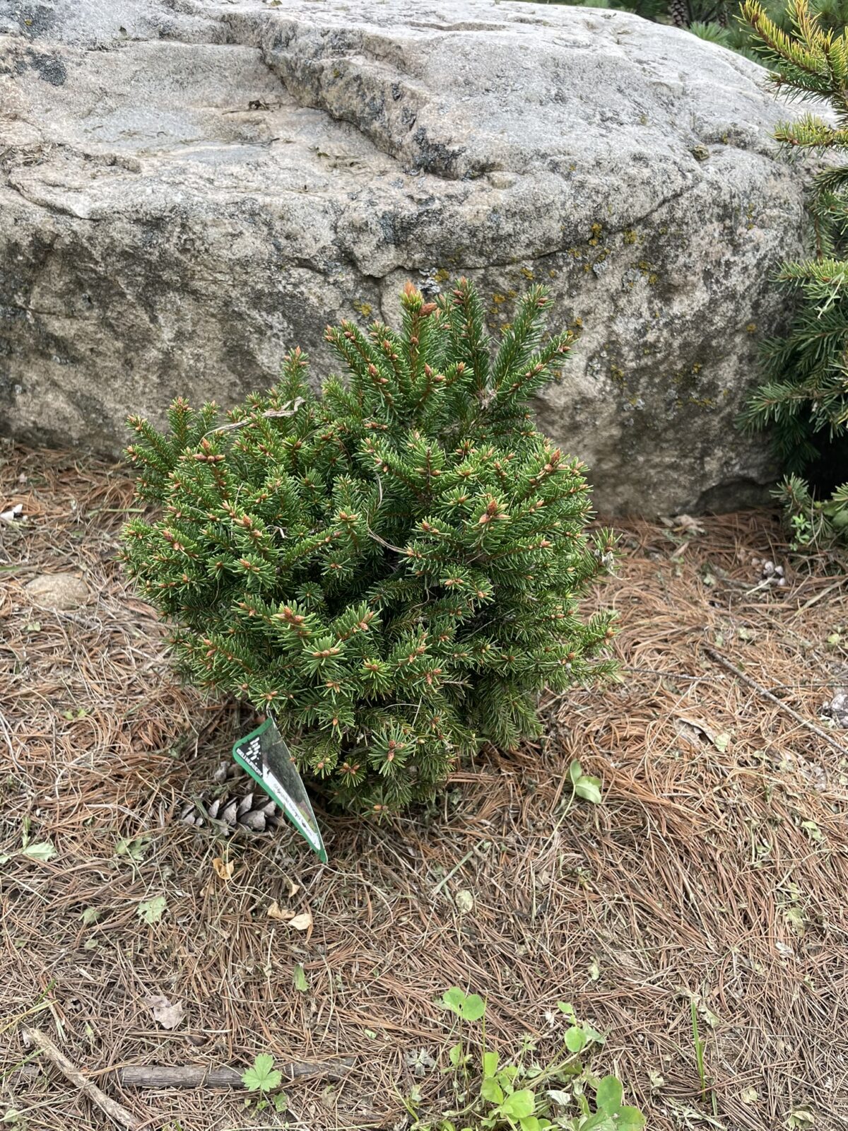 Sharpleaf Norway Spruce (Picea abies ‘Mucronata’)