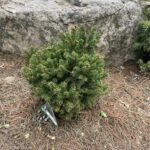 Sharpleaf Norway Spruce (Picea abies ‘Mucronata’)