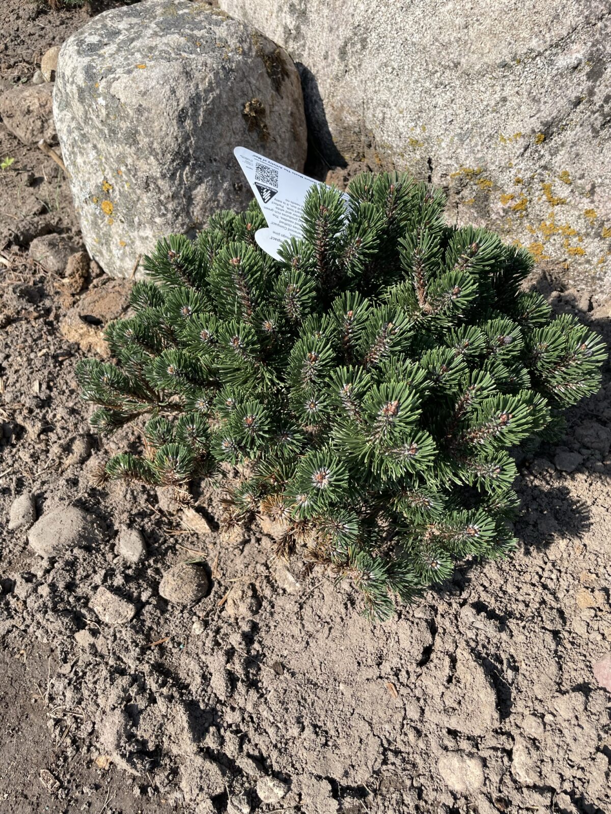 Sherwood Compact Mugo Pine (Pinus mugo ‘Sherwood Compact’)