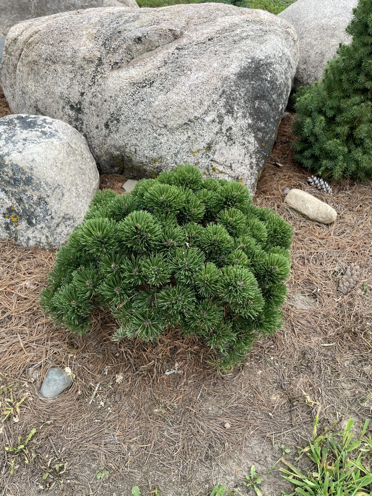 Sherwood Compact Mugo Pine (Pinus mugo ‘Sherwood Compact’)