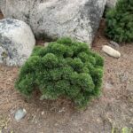 Sherwood Compact Mugo Pine (Pinus mugo ‘Sherwood Compact’)