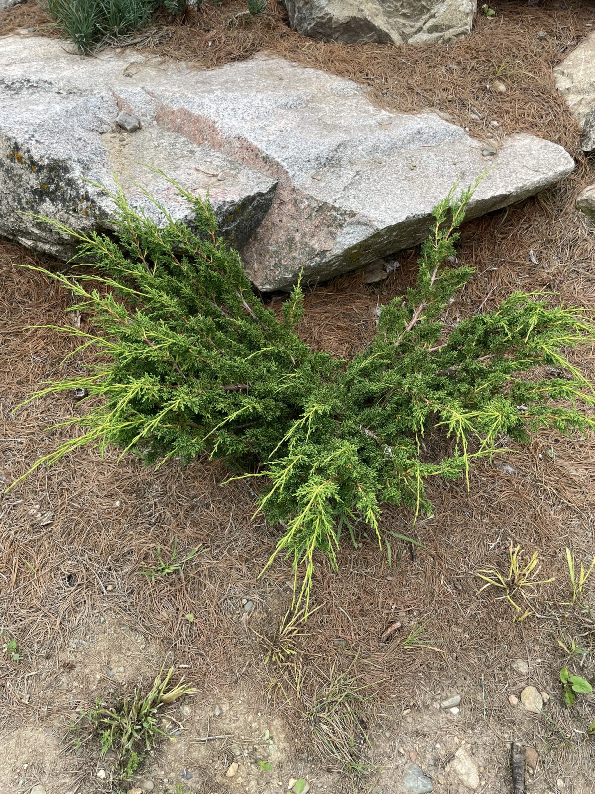 Shimpaku Juniper (Juniperus chinensis ‘Shimpaku’)