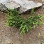 Shimpaku Juniper (Juniperus chinensis ‘Shimpaku’)