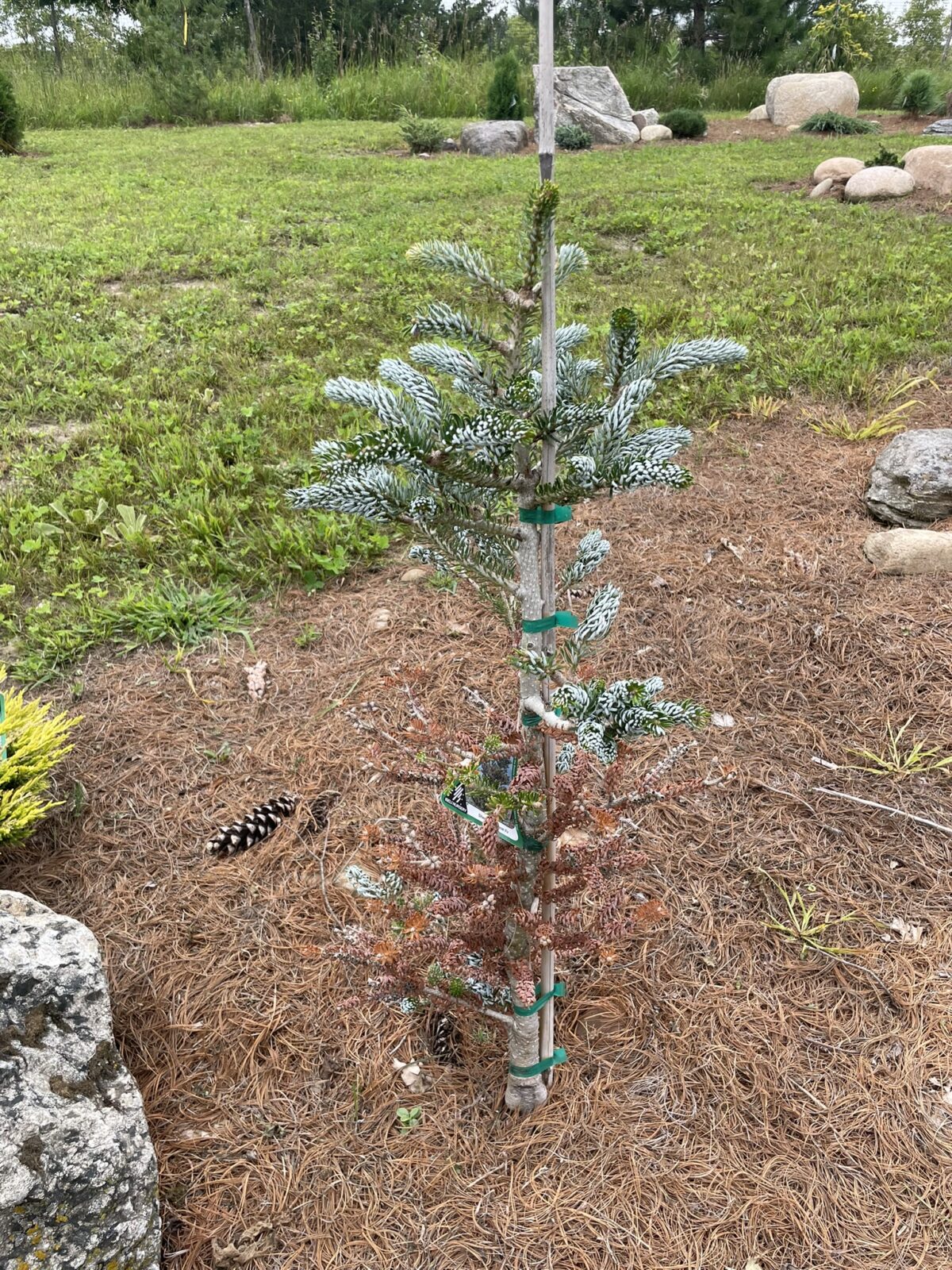 Silver Show Korean Fir (Abies koreana ‘Silver Show’)
