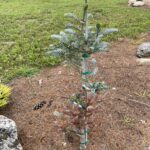 Silver Show Korean Fir (Abies koreana ‘Silver Show’)