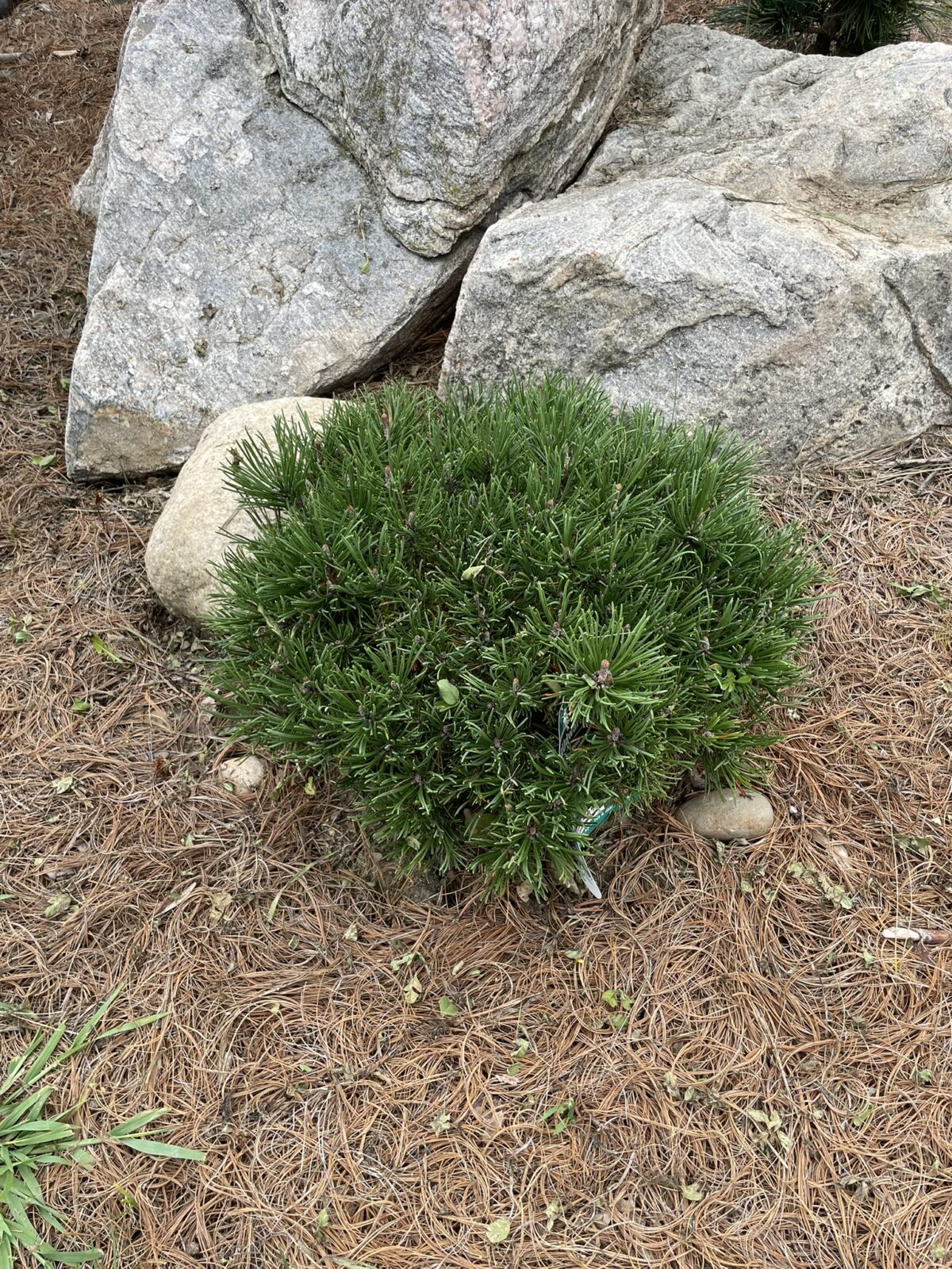 Slowmound Mugo Pine (Pinus mugo ‘Slowmound’)