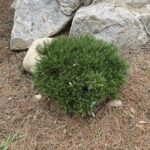 Slowmound Mugo Pine (Pinus mugo ‘Slowmound’)