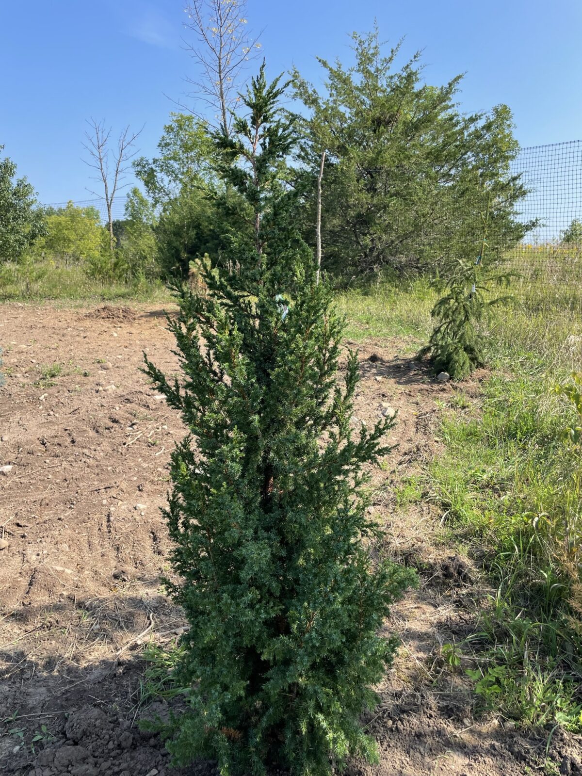 Star Power Juniper (Juniperus x Star Power)