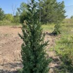 Star Power Juniper (Juniperus x Star Power)