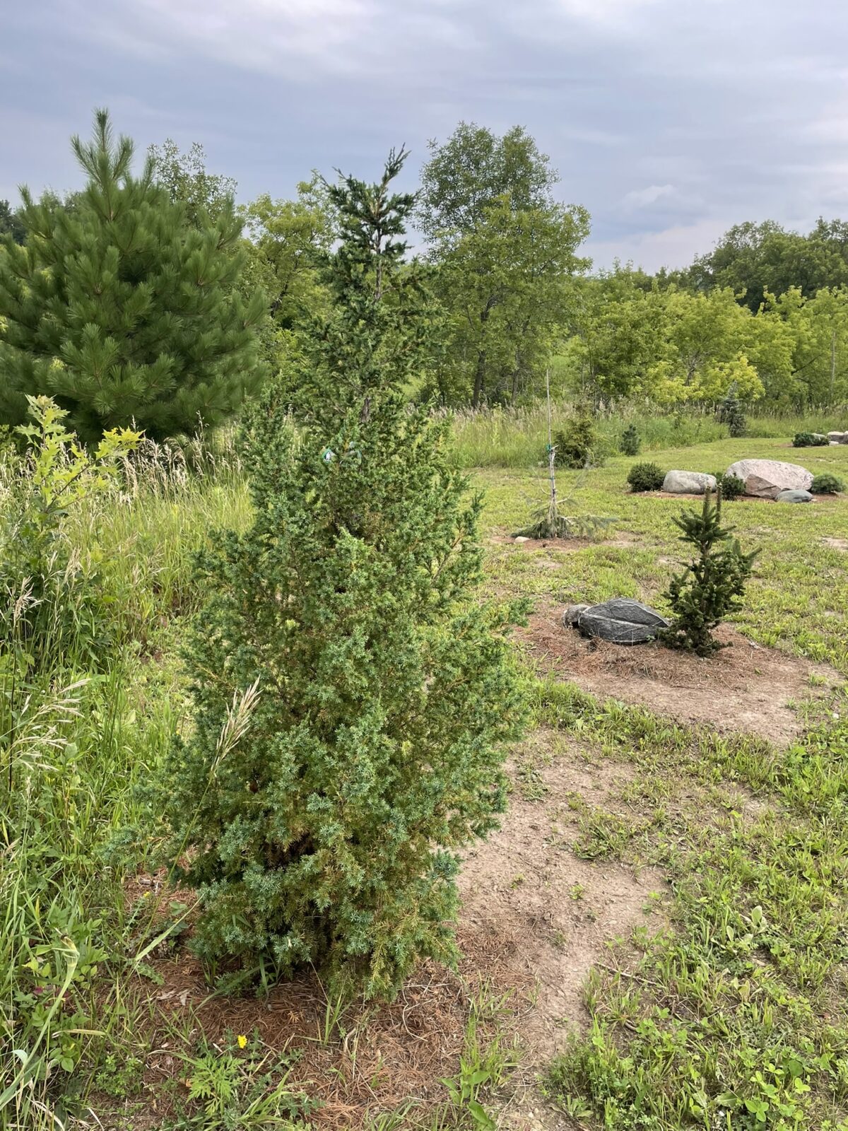 Star Power Juniper (Juniperus x Star Power)