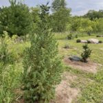 Star Power Juniper (Juniperus x Star Power)