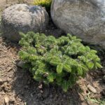 Starker’s Dwarf Korean Fir (Abies koreana ‘Starker’s Dwarf’)