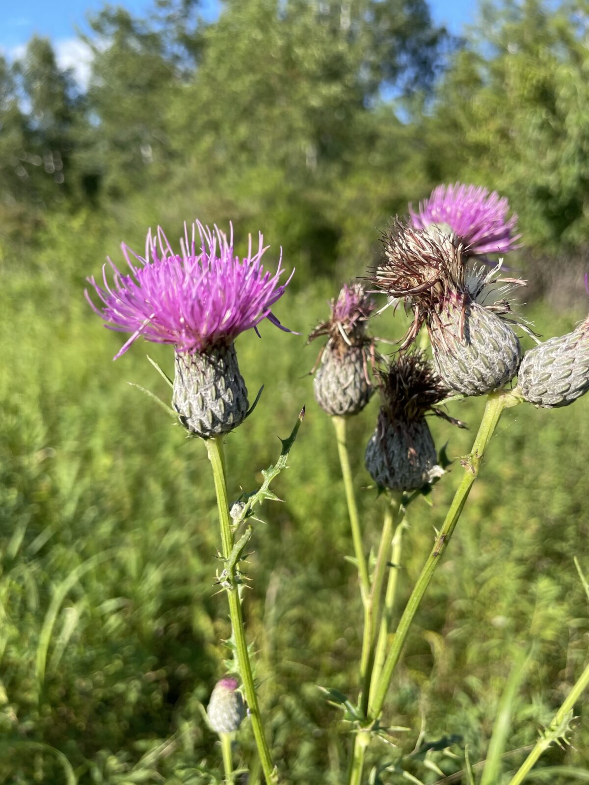 Swamp Thistle (Cirsium muticum)