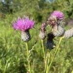 Swamp Thistle (Cirsium muticum)