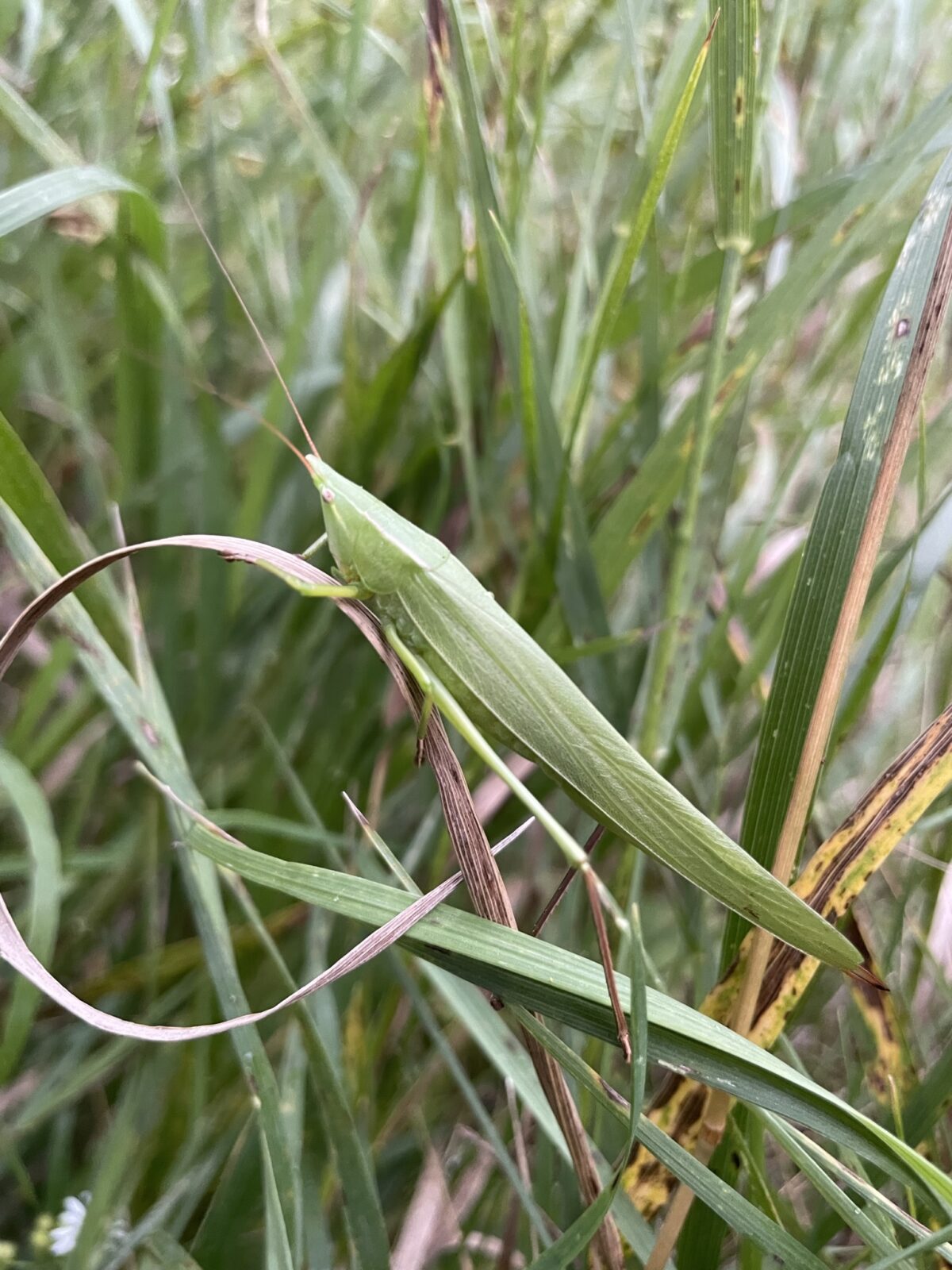 Sword-Bearing Conehead (Neoconocephalus ensiger)