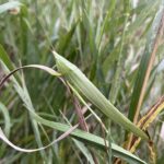 Sword-Bearing Conehead (Neoconocephalus ensiger)