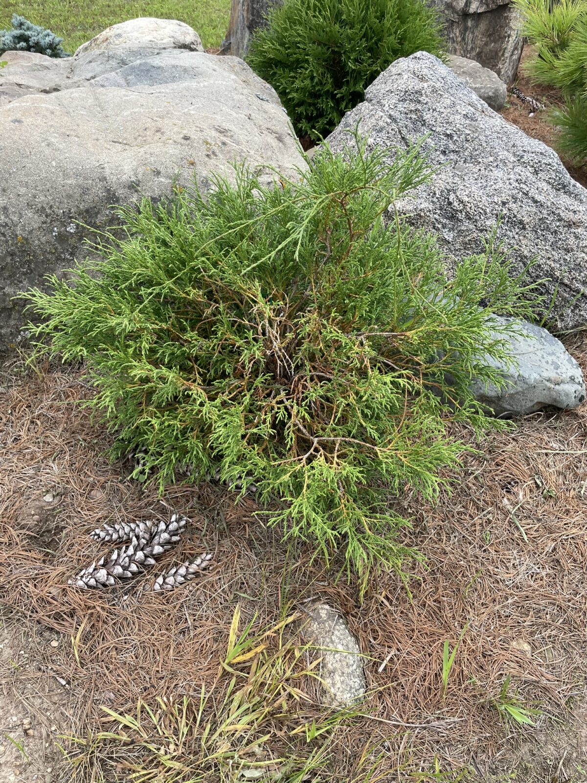 Threadbranch Cypress (Chamaecyparis pisifera ‘Filifera’)