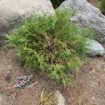 Threadbranch Cypress (Chamaecyparis pisifera ‘Filifera’)
