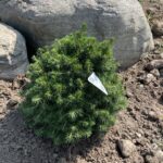 Tompa Norway Spruce (Picea abies ‘Tompa’)