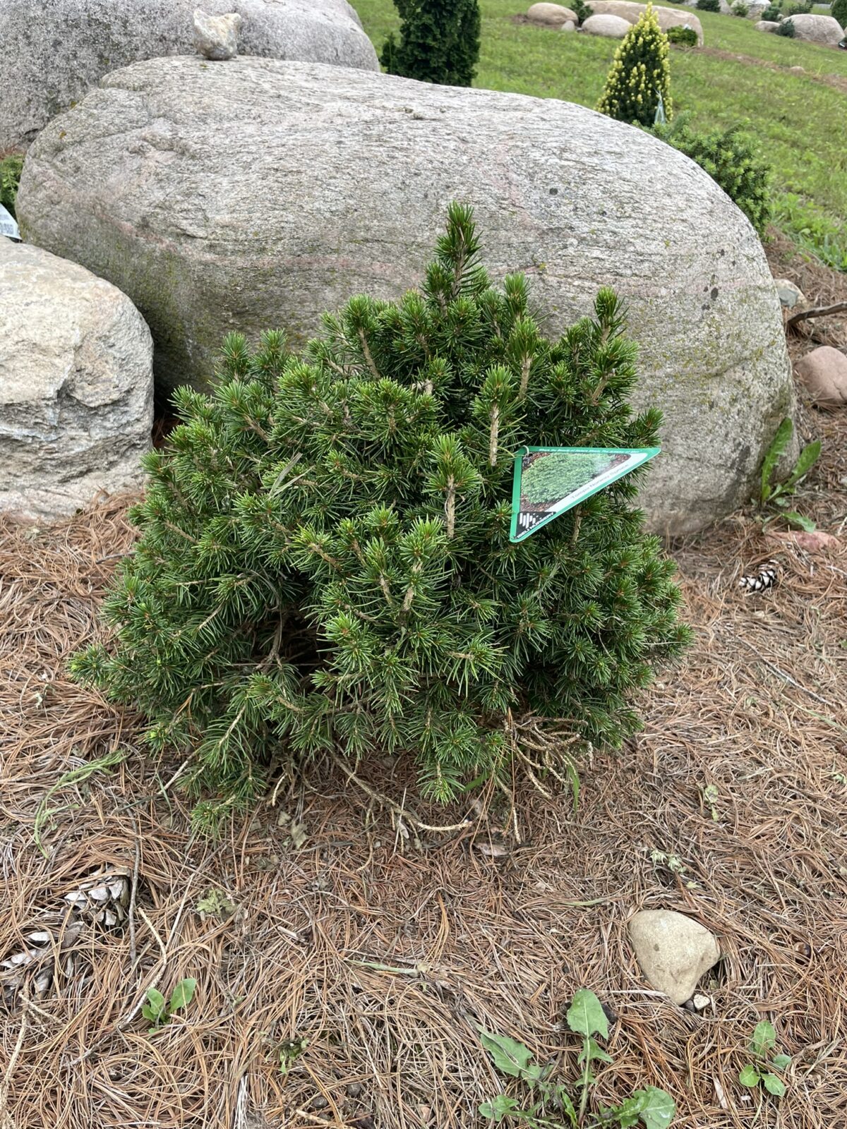 Tompa Norway Spruce (Picea abies ‘Tompa’)