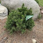 Tompa Norway Spruce (Picea abies ‘Tompa’)