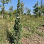 Trautman Juniper (Juniperus chinensis ‘Trautman’)