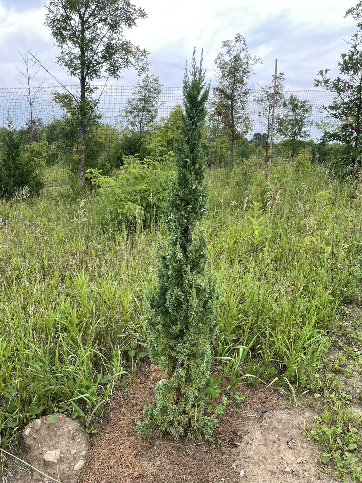 Trautman Juniper (Juniperus chinensis ‘Trautman’)