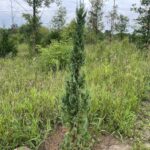 Trautman Juniper (Juniperus chinensis ‘Trautman’)
