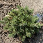 Valley Cushion Mugo Pine (Pinus mugo ‘Valley Cushion’)